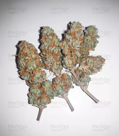 Lord Kush Feminized Seeds (Delicious Seeds)