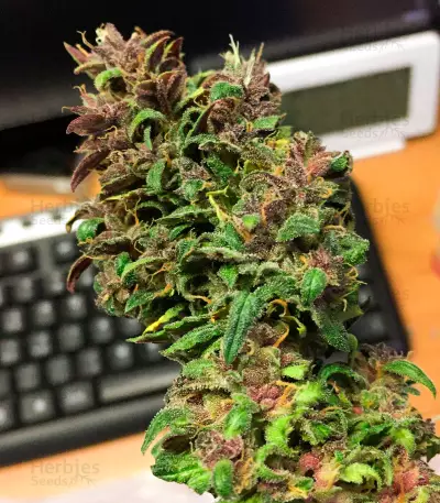 Graines féminisées de LSD-25 Auto (Fast Buds)