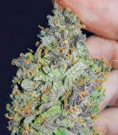 เมล็ด Mandarin Thuggee (AlphaFem Seeds)