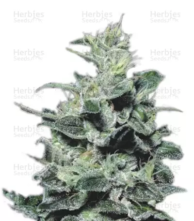 Graines de cannabis Nebula (Paradise Seeds)