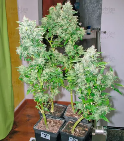 Graines de cannabis Opium (Paradise Seeds)