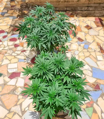 Respect 4 Gorilla (Expert Seeds) feminized seeds