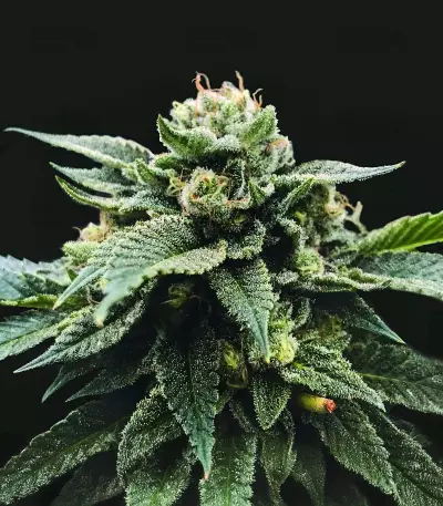 Sorbet Stash (DNA Genetics)