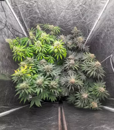1-800-Cinderella-99 Autoflower Seeds (Seedkeepers)