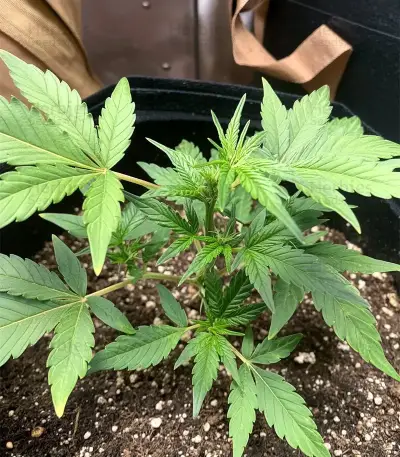 AK Triple Haze Auto Seeds