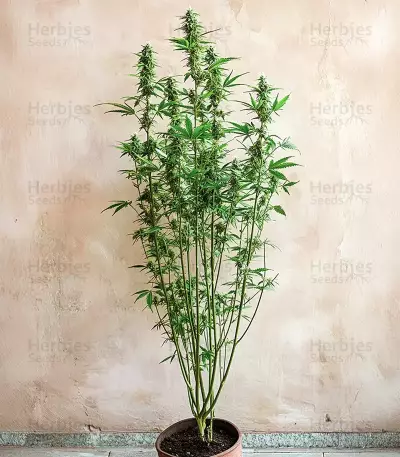 Amnesia Haze Auto Feminized Seeds (Barney's Farm)