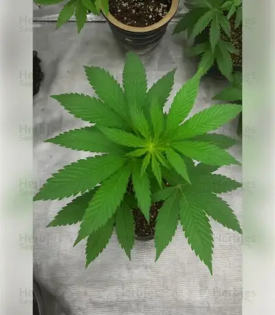 Black Cherry Gushers Seeds