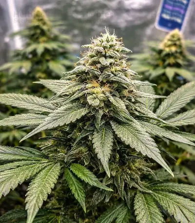 Black Toffee Auto Seeds