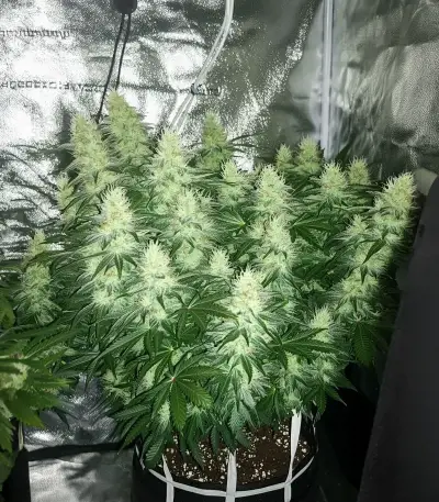 California Orange Cheese Seeds