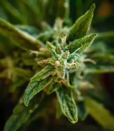 California Special feminized seeds
