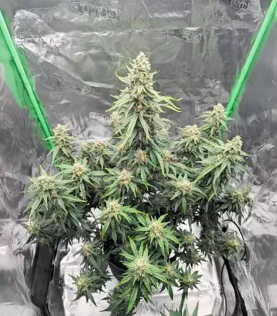 Candy Cane Mango Seeds (Seedkeepers)