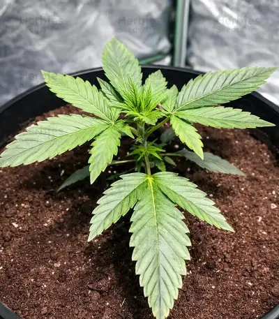 Chemical Bride Seeds