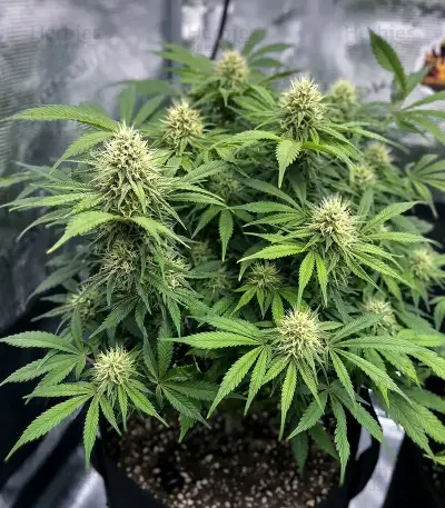 Colombian Jack Seeds
