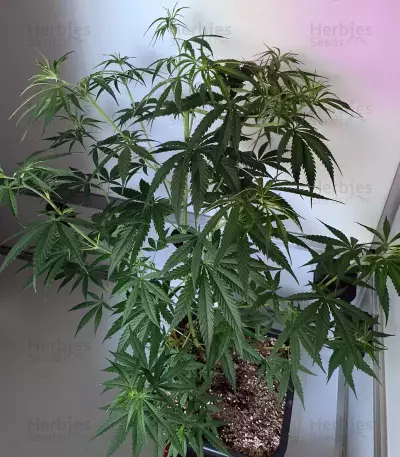 Semi femminizzati Exodus Cheese x Durban Panama