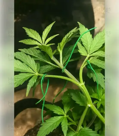 Gelato 44 (Tyson S) Seeds