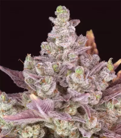 Gorilla Cookies Auto Seeds