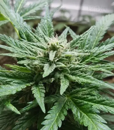 Green Gelato Automatic Seeds (Royal Queen Seeds)
