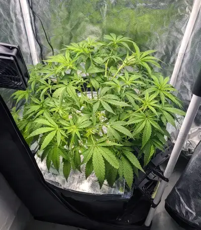 Grimm Glue feminisierte Samen (Brothers Grimm Seeds)