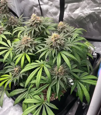 Ice Cream Haze Seeds