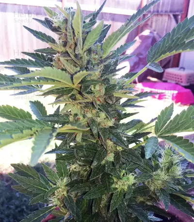 Northern Light Auto Seeds