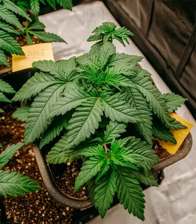 Pineapple Poison Seeds