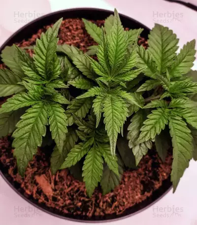 Purple Punch Seeds (Barney's Farm)