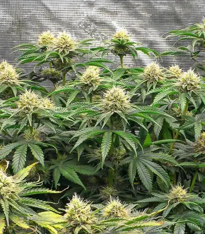 Section 781 Fast Flowering Seeds (Blimburn x Herbies)