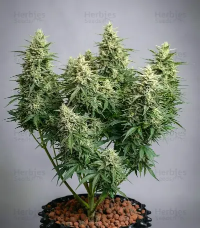 SFV OG Auto Seeds