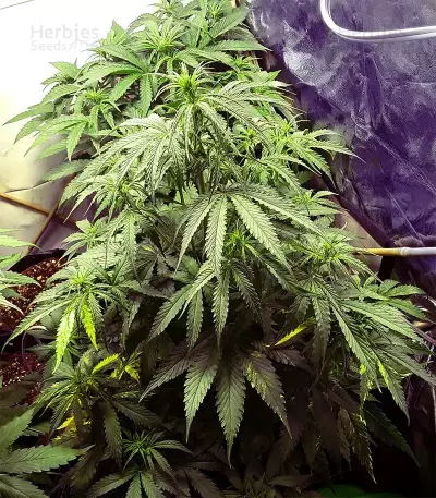 Tangie Regular seeds