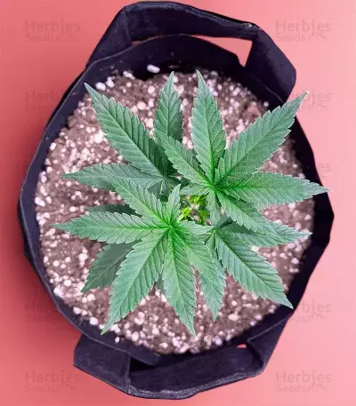 The Upsetter Seeds (Humboldt Seed Company)