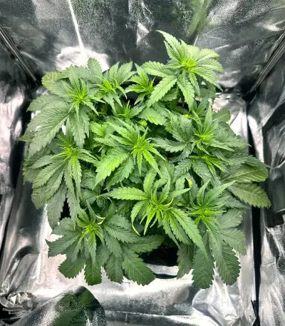 Trichome & Cream Auto Seeds