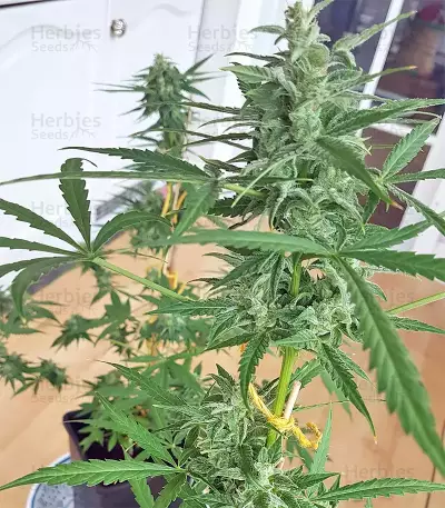 White Widow feminized seeds (Seedstockers)