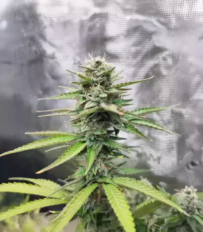 Sementes Feminizadas de White Widow x White Fire OG Autoflower (Seedkeepers)