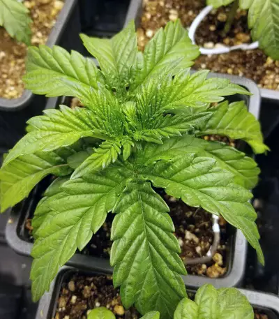 Graines de cannabis Sugar Breath (Humboldt Seeds Organization)