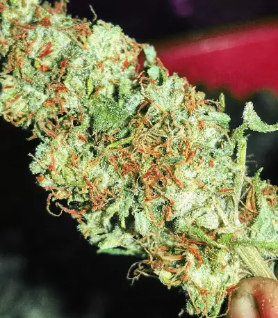 Graines de cannabis THC Bomb Regular (Bomb Seeds)