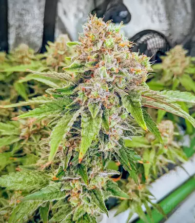 Semillas Feminizadas Totally Alpha OG (AlphaFem Seeds)