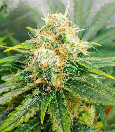 Vitality Feminized Seeds (AlphaFem Seeds)