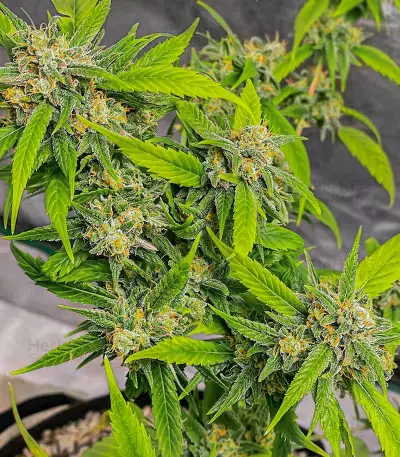 Watermelon Z Fast Version Feminized Seeds (EGS)