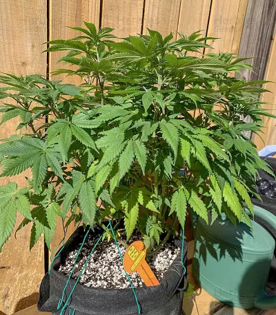 Wedding Cookies féminisée (Original Sensible Seeds)