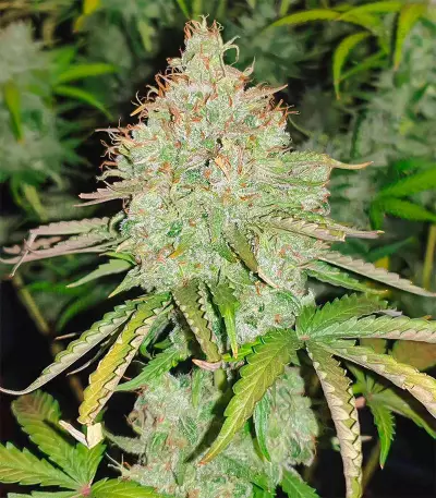 OG Kush Autoflower (Herbies Seeds)
