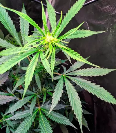 White Widow Autoflower (Herbies Seeds)