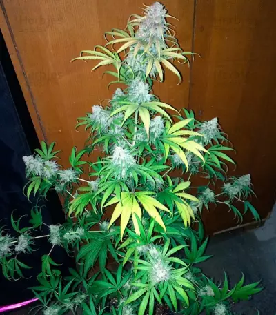 Lemon Shining Silver Haze feminized seeds