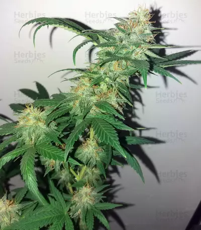 Black Gold Auto Seeds