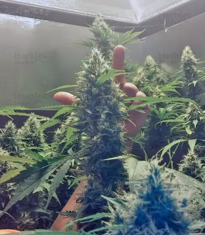Lemon Skunk (GHS)