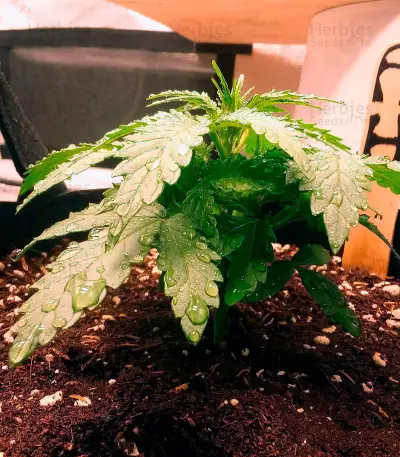 Amnesia Autoflower (Herbies Seeds)