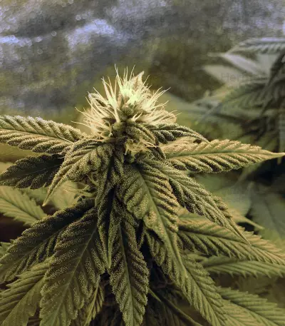 Amnesia Mistery Seeds