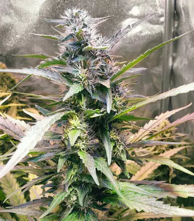 Apollo 11 strain