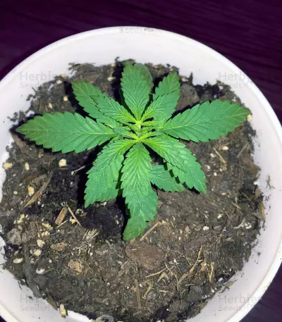 Auto Ghost OG Seeds