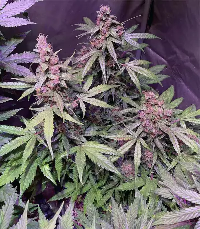 Auto Purple (Original Sensible Seeds)