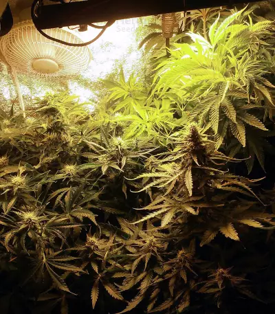 Auto Somango feminized seeds